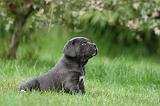 CANE CORSO 1046